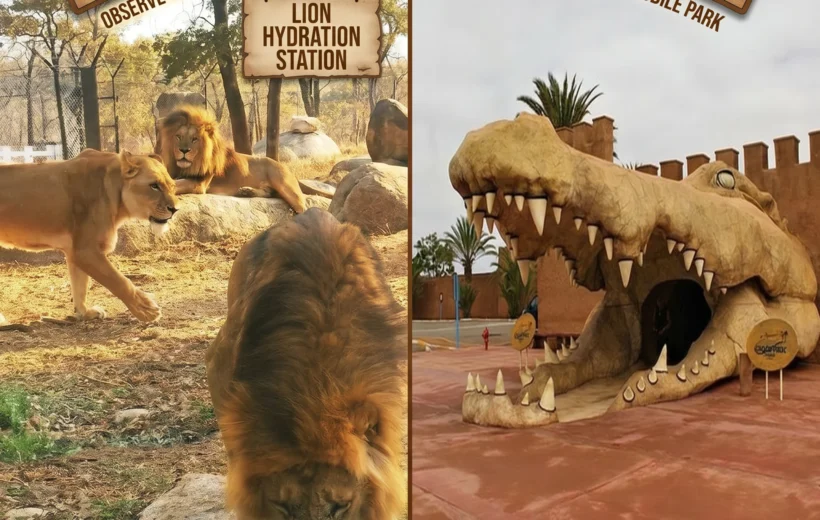 Crocoparc & Lion Park Adventure from Agadir or Taghazout